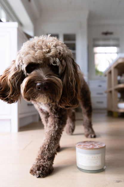 Sand + Paws Spiced Gingerbread 12 oz scented candle