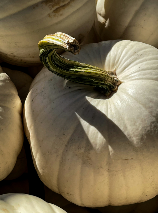 White Pumpkin 21 oz scented candle