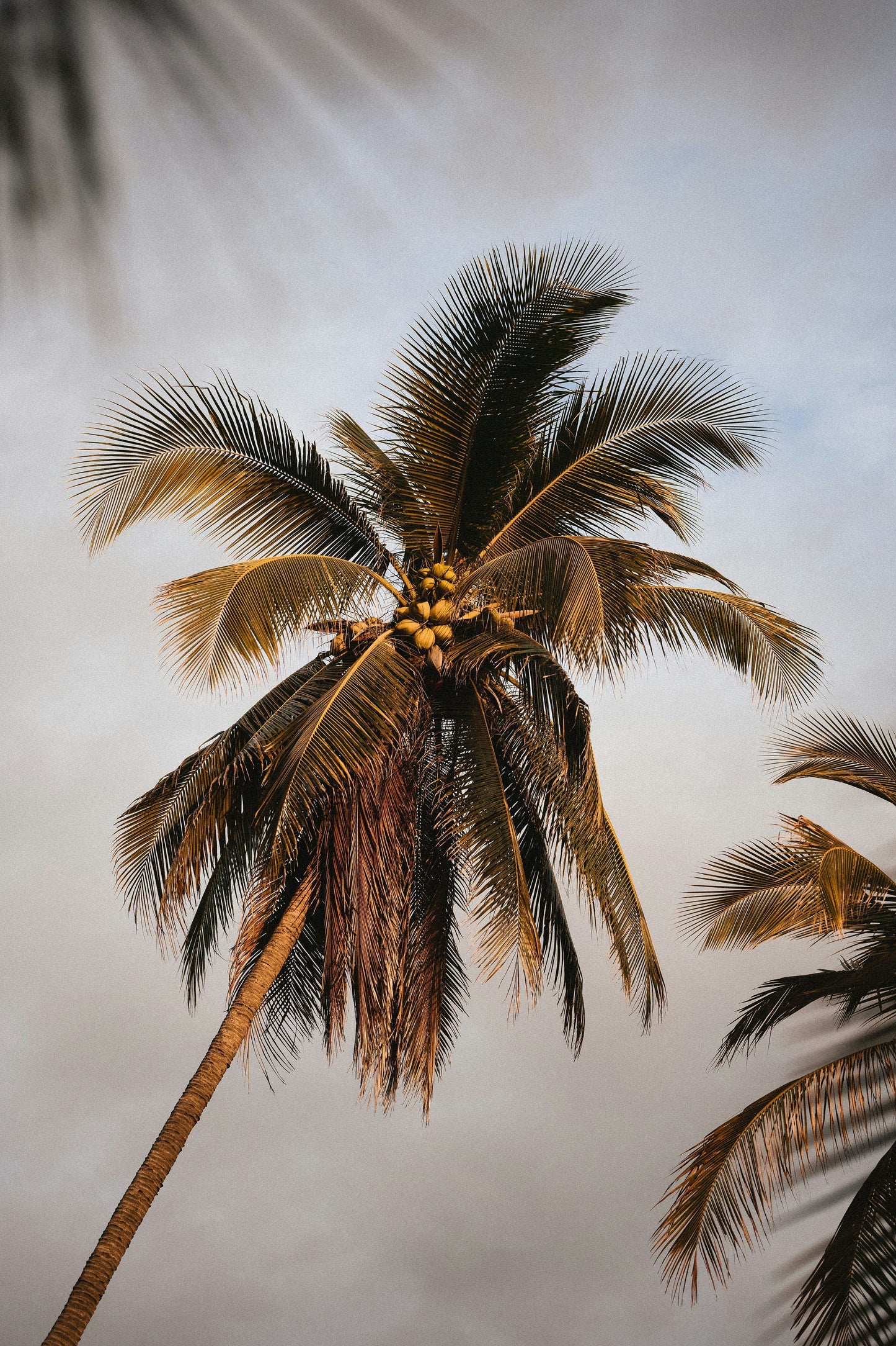 Coconut Sandalwood 10 oz scented candle